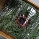 12 Pack Christmas Pine Taper Candle Rings Wreaths Decorations 1.38 Inch Mini Pine Taper Candle Holder Wreaths for Xmas Holiday Church Home Table Centerpiece Candlesticks Decor