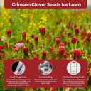 Groundio Annual Crimson Clover Seeds, 2 lbs, Trifolium Incarnatum Seeds for Lawn Alternative, Attracts Pollinators, Nitrocoated and Inoculated