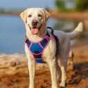 rabbitgoo Dog Harness No Pull with 2 Leash Clips, Adjustable Soft Padded, Reflective Oxford No Choke Pet Vest with Easy Control Handle for Large Dogs, Blue & Hot Pink, M