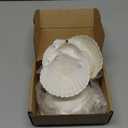 10 PCS Large Scallop Shells 4-5 inch Natural White Scallop Shells from Sea Beach for DIY Craft Decor