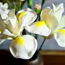 Birthday Gifts for Women 8pcs 5inch Luxury PU Bright White Flowers Real Touch Flowers Womens Gifts Artificial Flowers for DIY Birthday Gifts Wedding Gifts Home Decor Table Centerpiece (612)