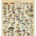 ABoby Vintage Hanging Posters, Decorative Mushroom Wall Art Prints, Printed on Linen with Wood Frames, Ready to Hang (23L" x 16W")