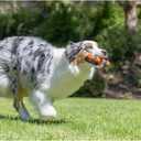 Ultra Fetch Stick Durable Rubber Medium Dog Toy - Performance Toys Are Designed With You And Your Dog In Mind. Try Our Full Range Of Interactive Indoor And Outdoor Dog Toys Including Tumblers, Flyers