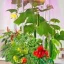 Hydroponics Growing System kit with Trellis,Smart Hydroponic Gardening System with LED Grow Light, Indoor Hydroponic Garden Herb Grow Kit for Short Tomato,Pepper,Cucumber (6200LC)