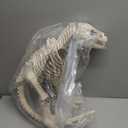 Seasons 15.5" Animated T-Rex Halloween Decoration for Crazy Bonez Skeleton Line