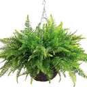 QIANYUN 1PCS Fake Hanging Plant- Boston Ferns UV Resistant Plastic Plants for Bedroom Living Room Garden Decor- Including Hanging Planters (Persian-Green)