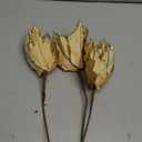 Christmas Poinsettia 10pcs 10-Inch Large Christmas Flowers Picks Spray Artificial Velvet Glitter Flower Ornaments for Christmas Tree Wreath Garland Decoration (Gold)