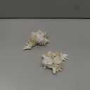 SINKOO 2PCS Conch Shell Large Natural Seashells 4-5.3 Inch Perfect for Fish Tank Wedding Decor Beach Theme Party, Home Decorations, DIY Crafts