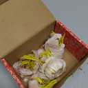 Gourmet Chesnok Red Garlic Bulbs Hard Neck - 4 Bulbs - Garlic To Plant For Fall Planting - Non-GMO Organic Grown