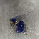 Mudder 8 Pieces Lighted Make Up Mirror Bulbs 20W Replacement Bulbs for Double Sided Illuminated Mirror (Blue, Clear)