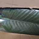 Artificial Palm Tree 6ft Tall Fake Palm Tree Indoor Decor with 18 Leaves and Real Bark Design Faux Tropical Areca Palm Silk Floor Plant in Pot for Home Office Living Room Bedroom Decor 1pcs