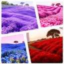 2 x 15000+ Creeping Thyme Seeds for Planting Outdoor-Perennial Magic Carpet Ground Cover Herb Plant in Your Home Garden Backyard Non-GMO (EXP 11/19/26)