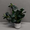 AlphaAcc 16-inch Artificial Indoor Plants Office Desk Faux Plant Peperomia Leaf Ficus Plant Realistic Small Fake Farmhouse Plants for Home Kitchen Bathroom Bedroom Evergreen Decor
