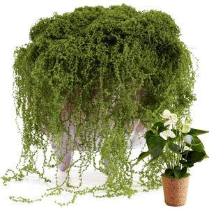 USMOLA Fake Moss for Potted Plants Indoor, 7OZ Green Moss for Crafts - Realistic Faux Moss Decor for DIY, Terrariums, Fairy Gardens & Table Centerpieces - Craft Moss for Home Decor (Natural Green)