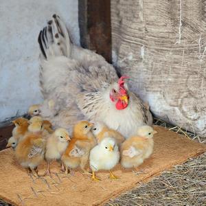 Aoriher 24 Pack Natural Hemp Chicken Nesting Pads Reusable Hens Nest Bedding Mats Chicken Nesting Box Liners for Hen Laying Eggs, Coop Pet Garden Lawn Indoor Outdoor, 11.8 x 11.8 Inches