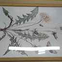 2pcs Framed Vintage Botanical Wall Art Canvas Prints Wildflower 16x24in