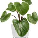 6-Inch Self-Watering Plant Pot with Visual Reservoir and Drainage Hole, Set of 5, Plastic Flower Pots, Planting Pot for Indoor Outdoor Plants (Frosted Mixed Color)