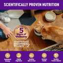 Wellness Complete Health Kitten Dry Cat Food for Indoor & Outdoor Cats, Wholesome Grains, Natural, Original Turkey, Turkey Meal and Chicken (5 Pound Bag)