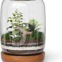 Exclusive Glass Terrarium, Beautifully Enhanced by a Natural Wood lid and Base. Excellent for Plants and Decoration, for Home or Office: Size: 8.7" Tall (22 cm) by 6.3" Wide (16 cm)