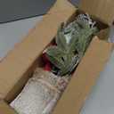 ZYZEV Artificial Poinsettias Christmas Flowers with Red Berry Pine Cone Branches Linen Base,12 Faux Poinsettias Plants for Home Office Table Fireplace Winter Indoor Christmas Decorations Red (3in)