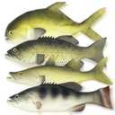 Nexboraque 8  Pack Fake Fish, 11 Inch Artificial Fish Models Simulated Pretend Realistic Fish Lifelike Sea Fish for Party Display, Kitchen Decor, Photography Props, 4 Types