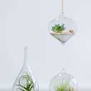 Mkono 3 Pack Glass Hanging Planter Air Fern Holder Terrarium Plants Hanger Vase, Home Christmas Decoration Gifts for Plant Lovers, Succulent Moss Tillandsias Air Plants Globe (Plant Not Included)