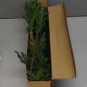 Cllayees 24" Extra Long Artificial Norfolk Pine Stems - 12 Pack Real Touch Christmas Greenery for DIY Wreaths Vase, Large Mantel Decor, Indoor/ Outdoor Holiday Arrangements (Faux Pine Branches)