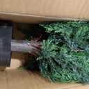 DREAMLOOM Topiary Cedar Trees Artificial Outdoor Ball in Planter, 1-Pack