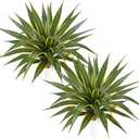 Hollyone 21 Inch Artificial Agave Plants Large Size Fake Agave Plant Stems Realistic UV Resistant Faux Succulent Crafting DIY Greenery Unpotted for Indoor Outdoor Home Decor, Set of 2