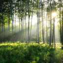Sunshine in The Woods Mural, Large Jungle Mural, Suitable for Decorating Bedroom, Living Room, Bath Room Background Wall(Non-self-Adhesive)