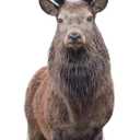 Cardboard People Deer Life Size Cardboard Cutout Standup, One Size