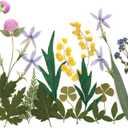 2 x Real Pressed Flowers, Natural Dried Pressed Flowers for Resin Mold, Paper Making, Art Frame Making, Soap, Candle, DIY Craft Supplies Beginner Kits (Fq-cp05)