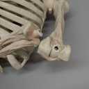 JOYIN 36" Halloween Skeleton Decor, 3FT Full Body Stayable Movable Joints, Posable Hanging Skeletons for Halloween Decoration, Yard, Graveyard, Haunted House Props, Spooky Scene Party Favor