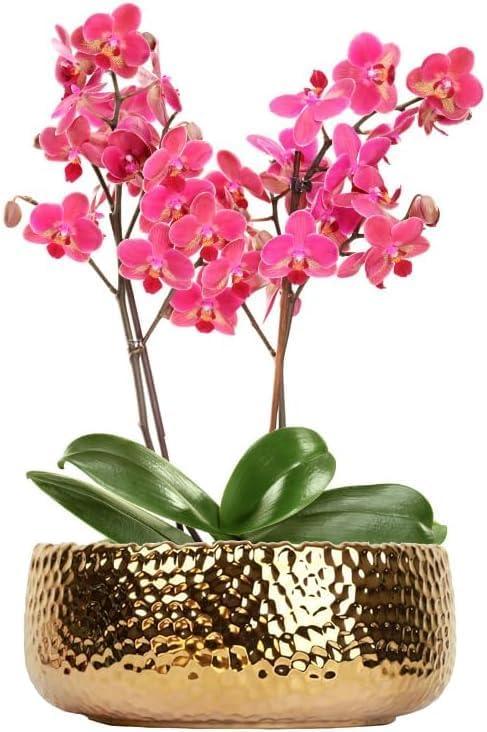 9.8'' Phalaenopsis Orchid Pots with Drainage HolesHammered Decorative Flower Pot for Home, Office, Weddings & Party Dcor