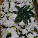 NUPTIO Large Flower Centerpieces for Tables: 17.7 inch Diameter White Artificial Flower Ball Arrangement 10 Pcs for Wedding Party Centerpiece - Fake Floral Rose for Bridal Shower Decorations