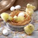 9 Pcs Spring Easter Chicken Decoration Set 4 Pcs Realistic Plush Little Chick Figurine Fluffy Chicks 4 Pcs Craft Foam Egg 1 Bag Yellow Easter Grass for Photography DIY Crafting Easter Hunt Party