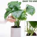 6 x 6PCS Monstera Plant Stem Support , Monstera Stabilizer Grapple Holder Unique Design for Turtle Shell Bamboo Clamp Set, Ideal Plant Support Stakes for Thriving Growth Indoor Climbing Plant (Gold)