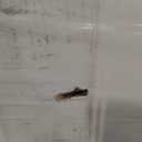 BARNSMITH 30x80 in 5-Panel White Primed Molded Door Slab, Shaker Style Paintable Hollow Core Interior Door Panel, for Swing, Pocket, Sliding Door, Durable and Lightweight, No Assembly Required