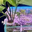 2 x DONGKER Aquarium Plant Holder,2 PCS Hanging Fish Tank Plant Pot with Hole for Fish Tank Wall Thickness up to 1.2cm/0.5" (Hexagon Opening)