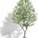 7FT Large Faux Olive Tree with Black Pot, Tall Artificial Olive Tree UV Resistant with Sturdy Branches & Realistic Green Leaves, Silk Plants for Home Decor Indoor Office Outdoor Porch Patio