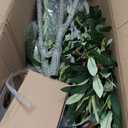 6ft Lifelike Artificial Olive Tree with Light, White Pot, Moss & LED