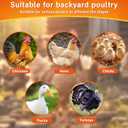 2 x Probiotic + Electrolyte Powder for Chickens, Natural Hydration & Gut Support, Helps Digestive Health, Egg Production, Best By: 2025/12/19