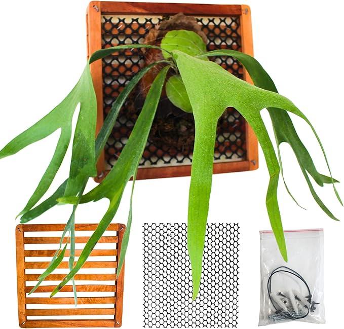 Set of 2 Staghorn Fern Mounting Blocks, 2 x 12 Inches Square Staghorn Fern Mounting Kit