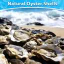 30Pcs Small Flat Oyster Shells for Crafts, 2-3 Inch Cleaned Natural Oyster Shells for Decoupage Painting Vase Filler Wedding DIY Decor Coastal Christmas Seashells Art