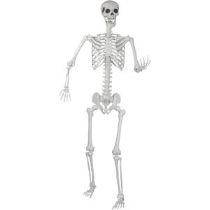 Halloween Skeleton, Realistic Life Size Skeleton with Movable Joints for Halloween Party Haunted House Indoor Outdoor Decoration (5.9ft-1P)