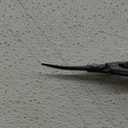Corona Long Curved Snip (Tempered Steel)