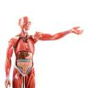 EVOTECH SCIENTIFIC Human Muscle and Organ Model, 27 Part 1/2 Life Size Human Muscular Figure Body Anatomy with Removable Organ Model for Medical Physiology Study Teaching Includes Poster