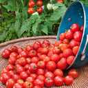 8 x Seeds Red Cherry Tomato Tall Bush Heirloom Vegetable Non-GMO