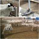 Stainless Steel Sheep Automatic Water Drinking Bowl Drinking Troughs,Livestock Water Bowl with Copper Valve,Automatic Waterer for Goat Calves Cattle Pig Dog Piglets