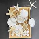 JQAQJU 16PCS Starfish and Scallop Shells for Crafts 3"-4" with Pearls, Natural Sea Shells for Crafting Beach Party Christmas Decor DIY